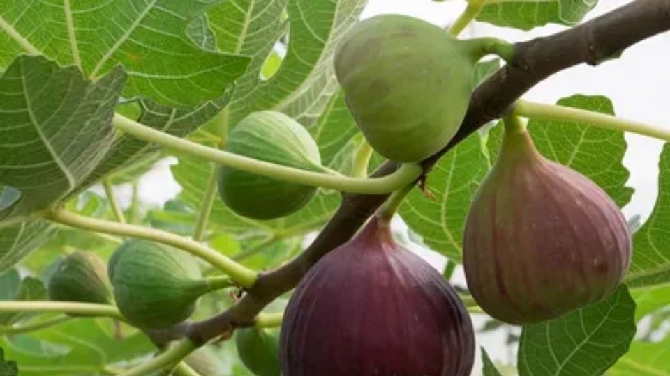 Figs